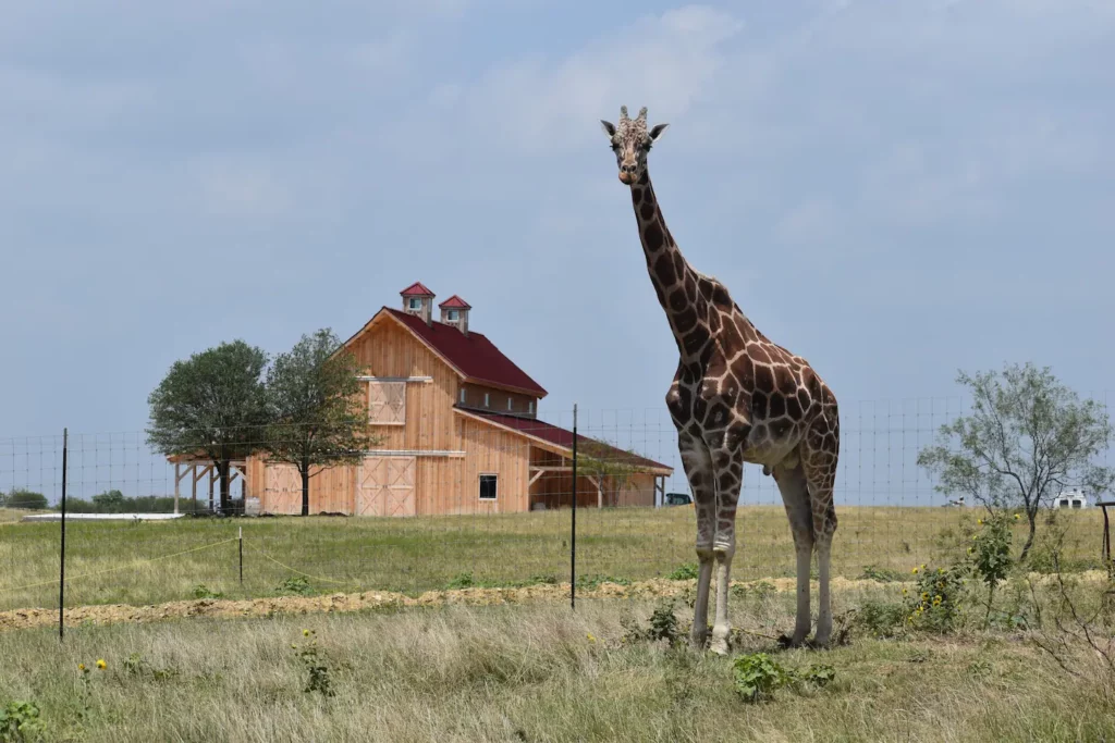 Giraffe-Inspired Secluded Cabin in Texas
